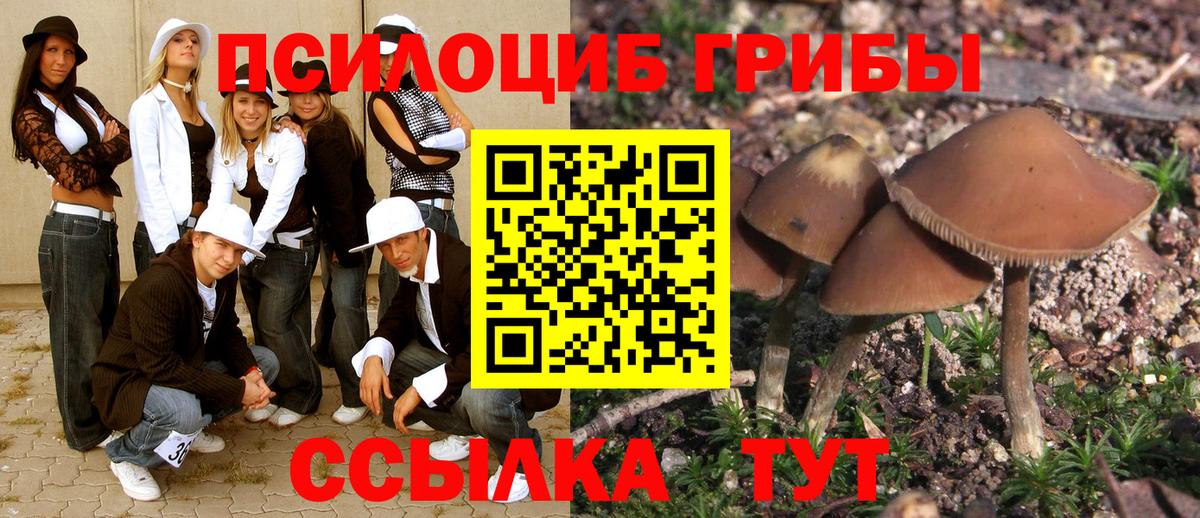 Псилоцибиновые грибы прущие грибы  Екатеринбург  как найти   Галлюциногенные грибы GOLDEN TEACHER 